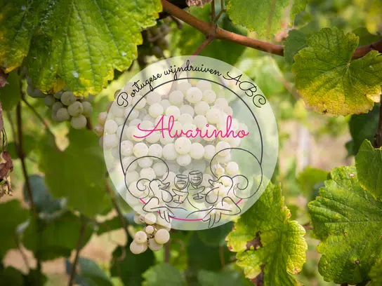 Alvarinho druif Portugese wijndruiven ABC