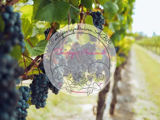 Touriga Nacional druif Portugese wijndruiven ABC
